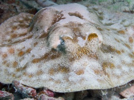 Yellow Stingray IMG 9614